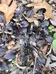Ajuga
