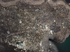 Sanguinoderma rugosum