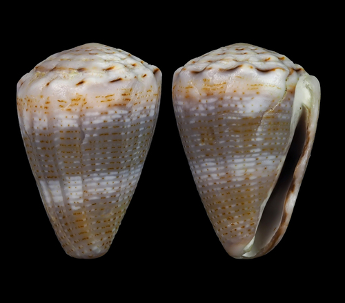 Conus encaustus observed 2018-07-05