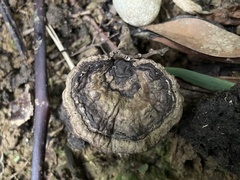 Sanguinoderma rugosum