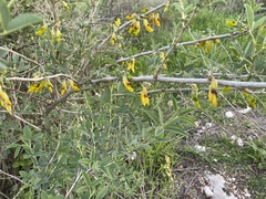 Anagyris foetida