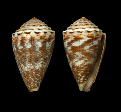 Conus encaustus