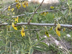 Anagyris foetida