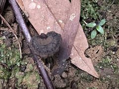 Sanguinoderma rugosum