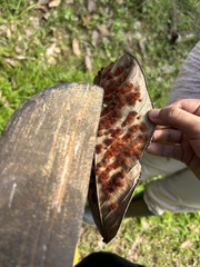 Neuroterus quercusverrucarum