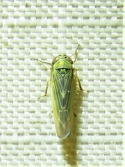 Macrosteles quadrilineatus
