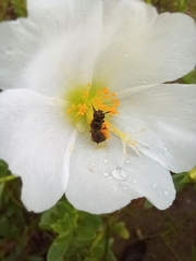 Ceratina