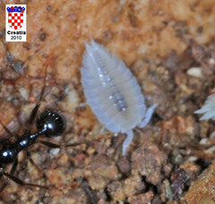 Platyarthrus hoffmannseggii