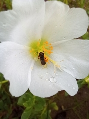 Ceratina