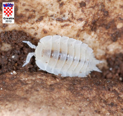 Platyarthrus hoffmannseggii