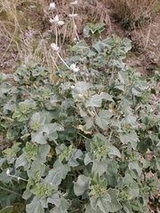 Malacothamnus orbiculatus