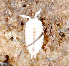 Platyarthrus hoffmannseggii