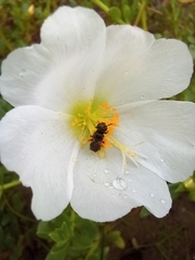 Ceratina