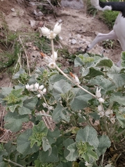 Malacothamnus orbiculatus