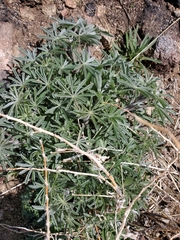 Lupinus excubitus
