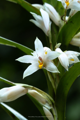 Maxillaria amabilis
