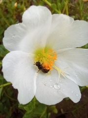 Ceratina
