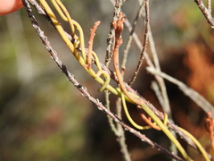 Cassytha pubescens