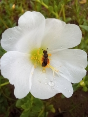 Ceratina