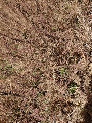 Epilobium canum