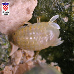 Sphaeroma serratum