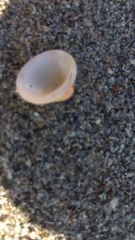 Chione elevata