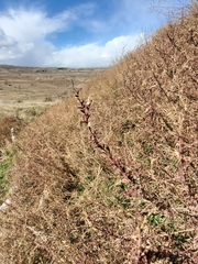 Epilobium canum