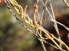 Cassytha pubescens