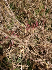 Epilobium canum