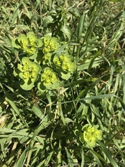 Euphorbia helioscopia