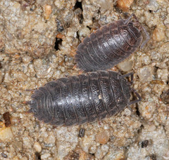 Trachelipus nodulosus