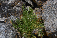 Spergularia macrotheca