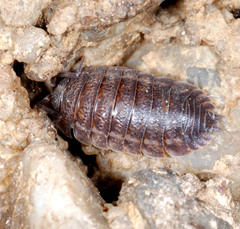 Trachelipus nodulosus