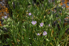 Spergularia macrotheca