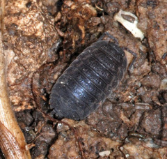 Trachelipus nodulosus