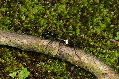 Myrmecilla
