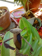 Acanthocephala alata