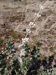 Malacothamnus orbiculatus