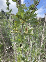 Romneya coulteri
