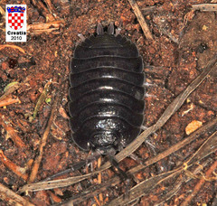 Porcellio obsoletus