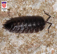 Porcellio obsoletus