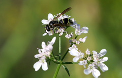 Euodynerus foraminatus