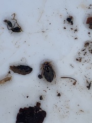 Coptotomus