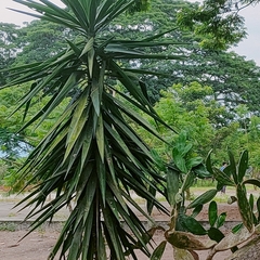 Yucca gigantea