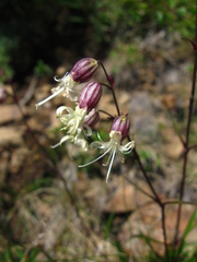 Silene chamarensis