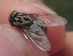 Graphomya maculata