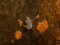 Gammaridae
