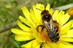 Dasypoda hirtipes