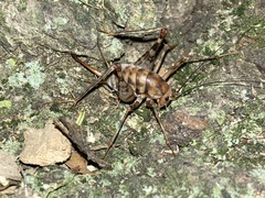 Tachycines asynamorus