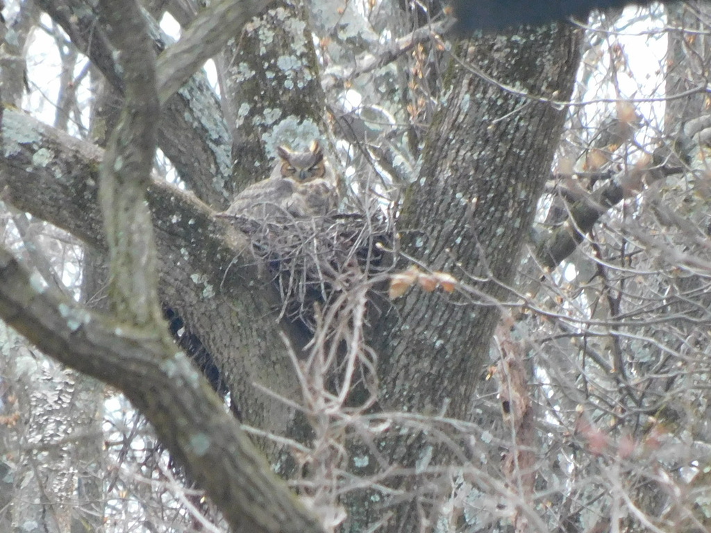 Great Horned Owl In February 2023 By Smuller Nest Is In A Restricted   Large 